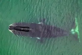 盘点地球上最长寿的10种动物，最后两种可能“长生不老”！图片