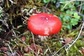 《大山深处的神奇：揭秘野生菌红菇的神秘面纱》图片