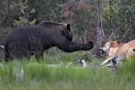四只狼挑战一只棕熊谁胜谁败？本可胜券在握的棕熊却中计败逃图片