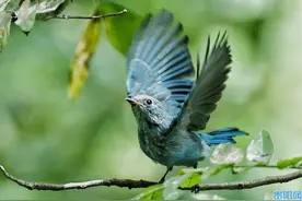 守护生命交响曲 绘就绿意新篇章 ——写在2025年世界野生动植物日图片