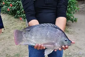 罗非鱼越冬大棚管理八要点，稳水温、控密度、少拉网…图片