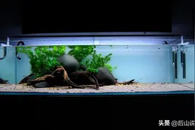 用超大的缸养超小的鱼：配上阴性水草，别有风味图片