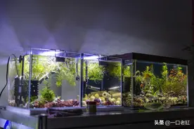 神仙鱼看图识别公母，轻松在家繁殖小燕子，业余增加收入图片