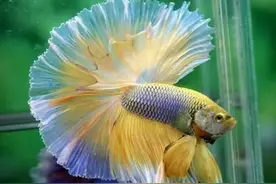 超美的水中天使，六十种名字优雅好听的观赏鱼爆美图片欣赏图片