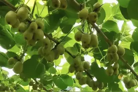 猕猴桃：发现充满惊喜的小水果图片