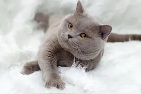 “公猫”和“母猫”哪个更好养？过来人告诉你，区别很大图片