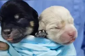 6只狗宝宝活了2只，被遗弃狗狗难产众人筹千元救助，最终抢救成功图片