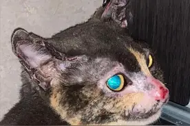 猫妈一次次冲进火海救宝宝，为了孩子拼了命！​​​图片