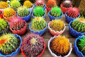 买仙人球也有“坑”，见到3种仙人球，千万别买，很难养活图片