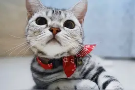 自查！这些特点，只有品种纯正的“美短猫”才拥有图片