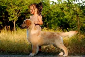 告诉你一个秘密：养狗，最好养金毛犬图片