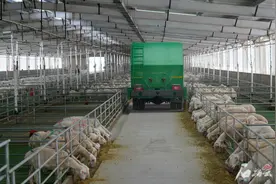 40万只！超级澳湖羊养殖基地什么样图片