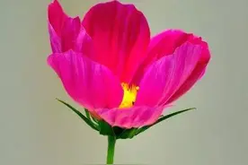 幽默故事：刘半仙算卦图片