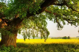 散文｜江子：回乡记图片