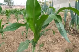 玉米要高产，关键的一次叶面肥该什么时候打？图片