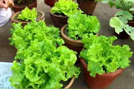 5种“青菜根”，吃剩别扔掉，埋进花盆浇点水，一茬一茬吃不完图片