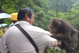 峨眉山上演人猴大战，猴王被当场击毙，为啥猴子会频繁攻击游客？图片