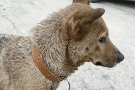 流浪狗靠刺鼻垃圾在地洞求生6年 小伙营救反被骂“神经病”图片