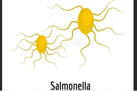 什么是沙门氏菌？对于人体有什么危害？图片