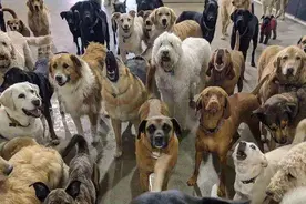 狗狗“智商”排行榜，如果在后宫，你家狗什么身份？图片