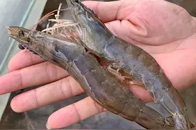 罗氏虾，基围虾是“激素虾”？别再误解了，这种虾才是“问题虾”图片