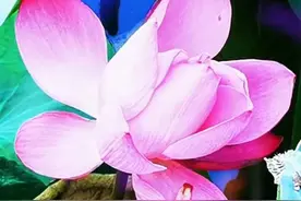 想你了，我最爱的某人图片