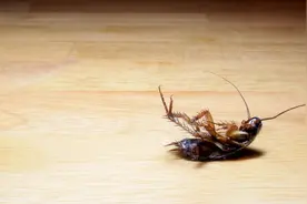 你知道吗，蟑螂原来是这样来到你家的，学会以下技巧快速消灭它！图片