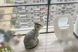 我家猫骂了一只鸟，被它追着喷了五天屎！网友：赶紧搬家吧...图片