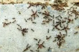 灭蚂蚁小秘籍图片