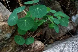 叶片似铜钱，根块似乌龟，人称“金不换”，价值珍贵，可遇不可求图片