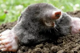 东北异物志之瞎么杵子图片