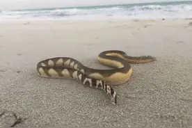 小心！阿布扎比海滩发现海蛇，环境局提醒游客避免接触图片