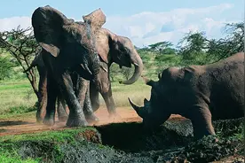 发情期的成年公象会对犀牛下手，大象为何有这种让人费解的行为？图片