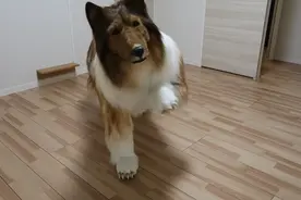 不想做人的日本人，花200万把自己变成了一条狗图片