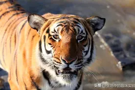 为什么人类禁止近亲结婚，而动植物却可以？而且越近越好图片