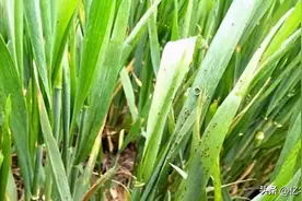 2022—2023年度小麦主要病虫害全程防控技术方案图片