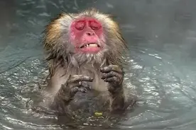 30个关于动物的冷知识(5) 奇怪的知识又增加了图片