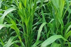 养羊的高产牧草，杂交高丹草可青饲、作干草，年收割4~6茬图片