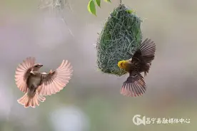 昌宁湾甸：黄胸织布鸟筑巢忙图片