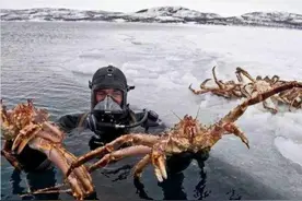 席卷欧洲，入侵南极的帝王蟹有多可怕？每吃一只都是在拯救世界图片