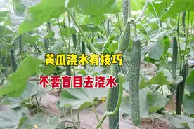 夏季种黄瓜，为何浇水越多越干旱？避开浇水禁忌，结瓜又多又大图片