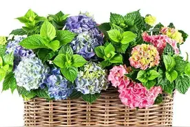 阳台变花园，我只养6种，一年四季是“花海”，轮番“开不停”图片