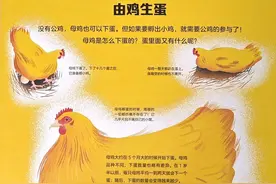 小鸡是如何从鸡蛋里孵化出来的？这样给孩子做科普，清楚又轻松！图片