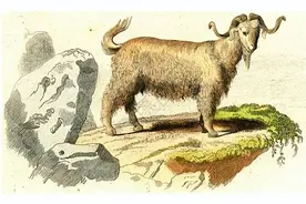 山羊为何在东西方文化中，都不太受待见？甚至还成了恶魔的象征？图片