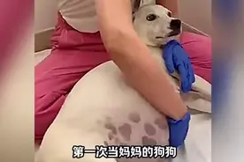 狗狗生下二十多只狗宝宝 #狗狗图片