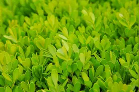 冬青和黄杨的区别图片