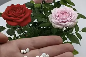 1块钱的“小药片”扔土里，立马变“肥土”，枝壮叶肥，生长旺！图片