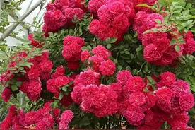 闲来无事，无意间种下一种花，却收获了“一片花园”，惹人羡慕图片