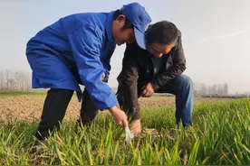 北方小麦干枯死亡，是秸秆还田还是种子不抗冻导致？有补救方法吗图片
