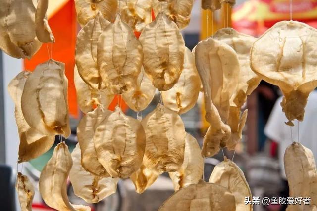 花胶怎么保存不长虫 2026年花胶怎么存放不会长虫